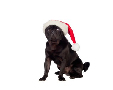 güzel pug carlino köpek Noel şapka ile