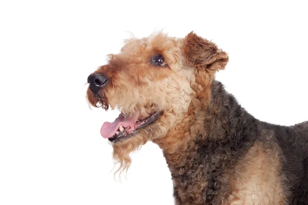 Schöner Airedale Terrier Rasse Hund — Stockfoto
