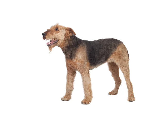 Nice airedale terrier raça cão — Fotografia de Stock