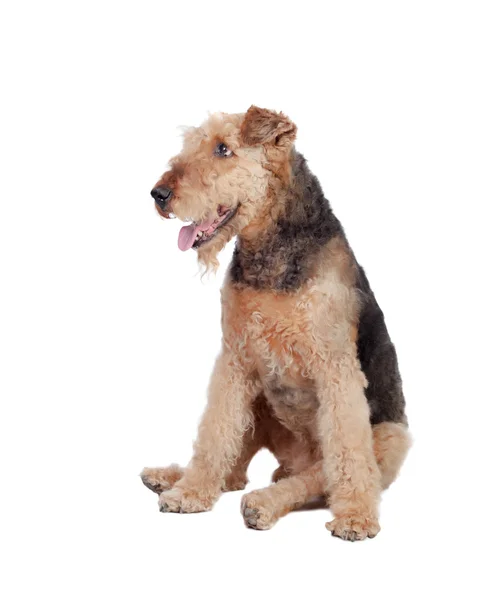 Nice airedale terrier raça cão — Fotografia de Stock