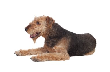 güzel airedale terrier doğurmak köpek