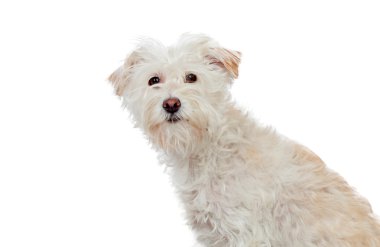 kıl köpek