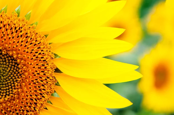 Image of beautiful sunflowers — Stock Photo, Image