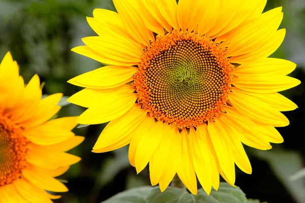 Image of beautiful sunflowers — Stock Photo, Image