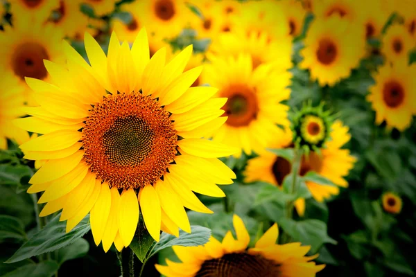 Image of beautiful sunflowers — Stock Photo, Image