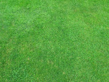 Güzel yeşil çimen dokusu