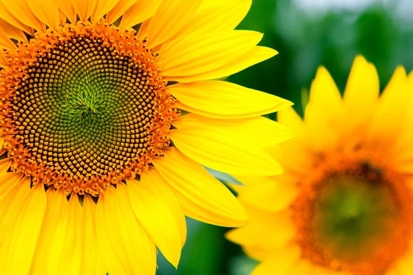 Image of beautiful sunflowers — Stock Photo, Image
