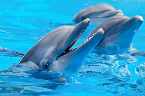 Three beautiful and funny dolphins — Stock Photo, Image