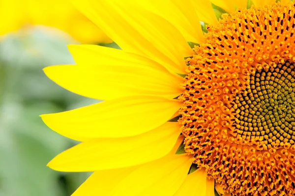 Image of beautiful sunflowers — Stock Photo, Image