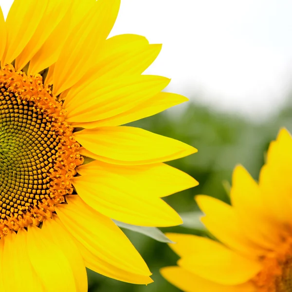 Bild der schönen Sonnenblume — Stockfoto