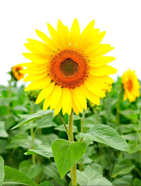 Image of beautiful sunflower — Stock Photo, Image