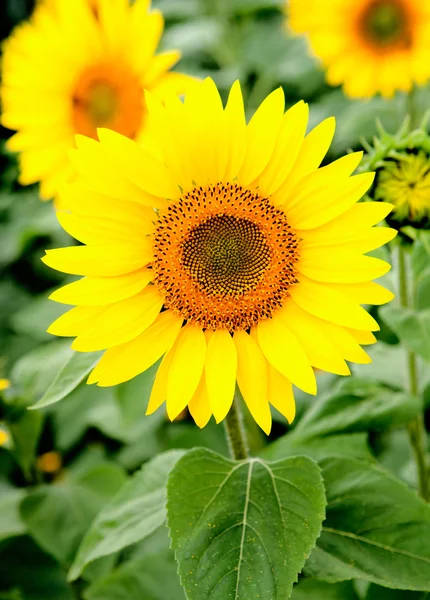 Image of beautiful sunflower — Stock Photo, Image