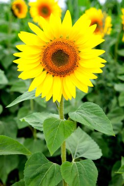 görüntü güzel ayçiçeği