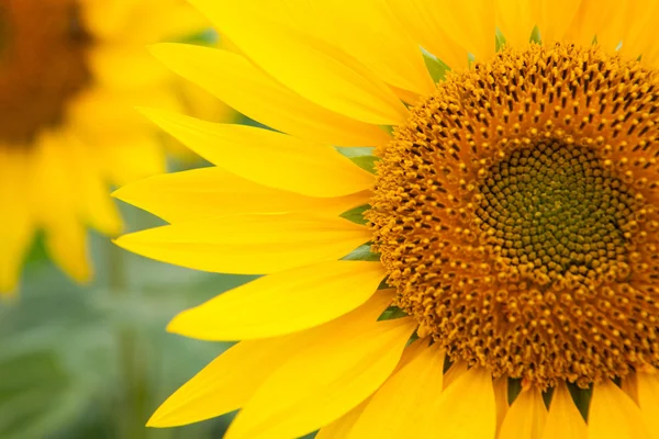 Image of beautiful sunflowers — Stock Photo, Image