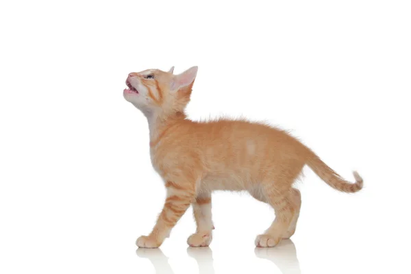 Adorable brown kitten — Stock Photo, Image