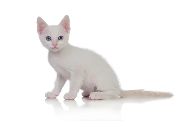 Śliczny kotek biały z niebieskimi oczami — Zdjęcie stockowe