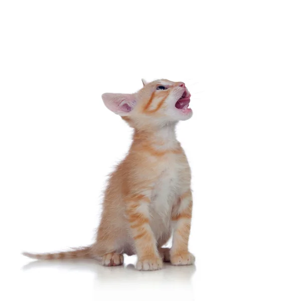 Bedårande brun kattunge — Stockfoto