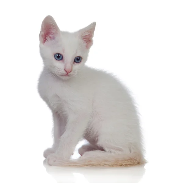 Gatinho branco adorável com olhos azuis — Fotografia de Stock