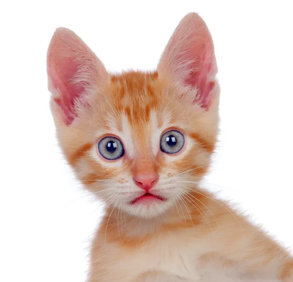 Adorable brown kitten looking at camera — Stock Photo, Image