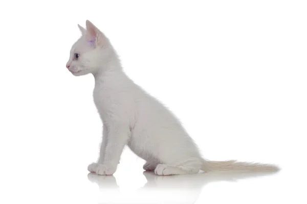 Adorable white kitten looking at side — Stock Photo, Image