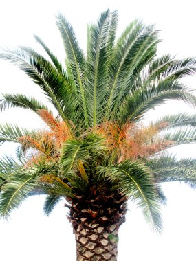 yeşil yaprakları ile büyük bir palmiye ağacı