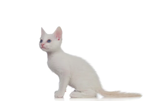 Adorable white kitten with blue eyes — Stock Photo, Image