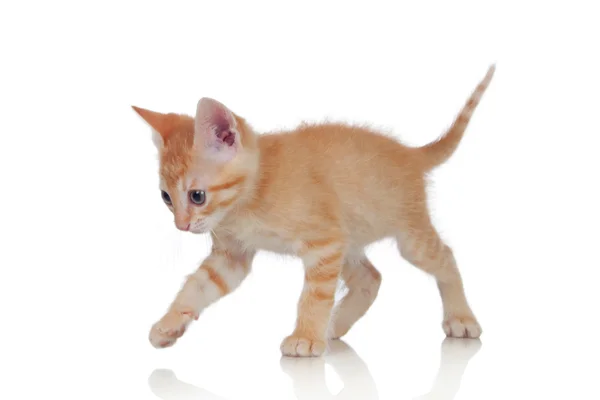 Симпатичный коричневый котенок — стоковое фото
