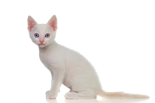 Adorable chaton blanc aux yeux bleus — Photo