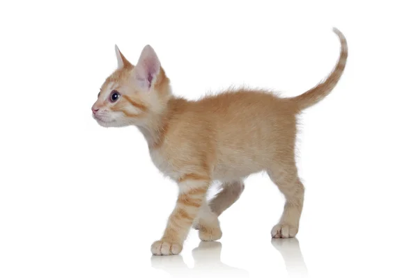 茶色の愛らしい子猫 — ストック写真