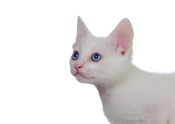 Adorable white kitten with blue eyes — Stock Photo, Image