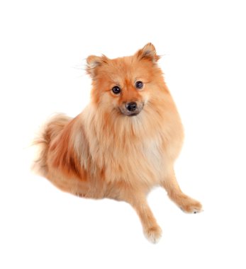 güzel Pomeranya köpeği