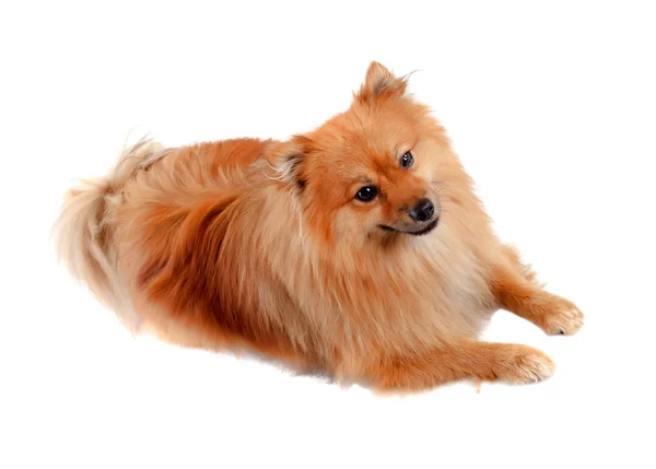 Güzel Pomeranya köpeği — Stok fotoğraf