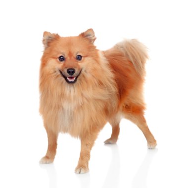 güzel Pomeranya köpeği