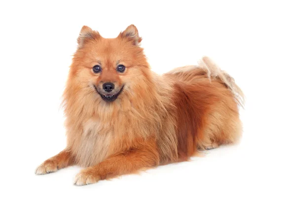 Krásný špicl pes — Stock fotografie