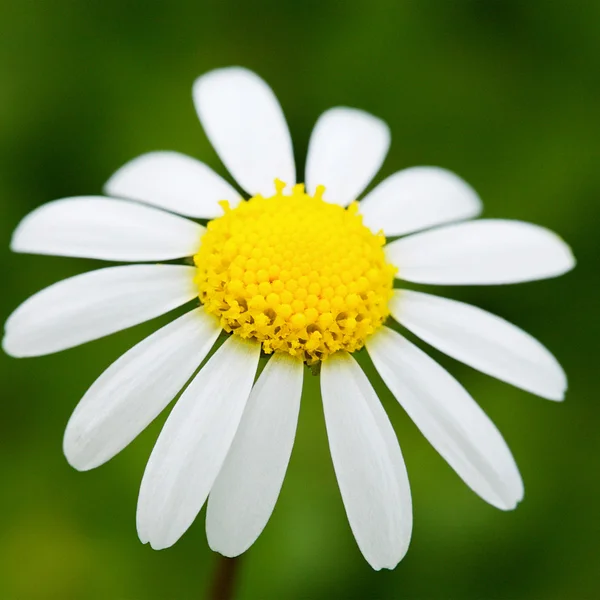 Closeup of a beautiful white daisy — Stock Photo, Image