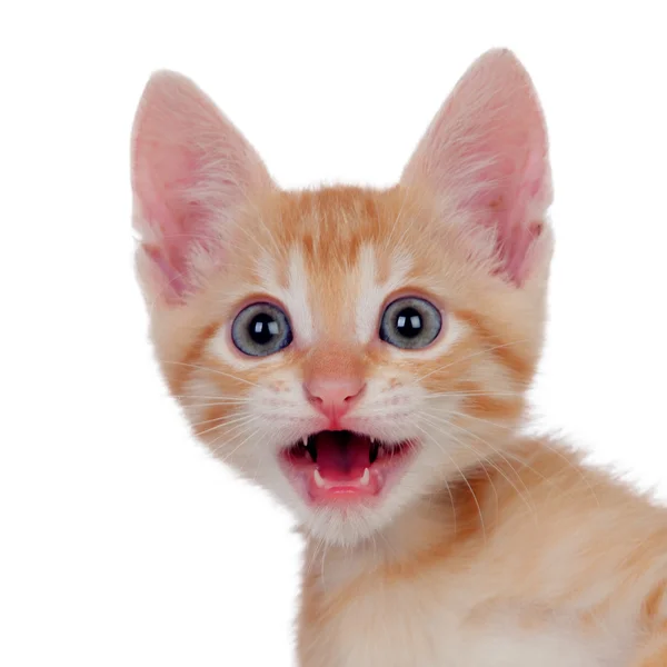 Roliga brun kitty meowing — Stockfoto