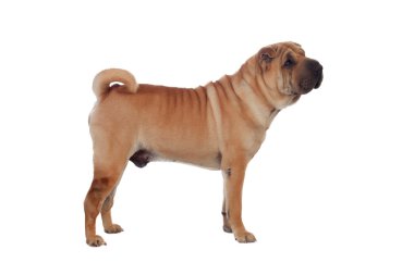 güzel shar pei köpek doğurmak