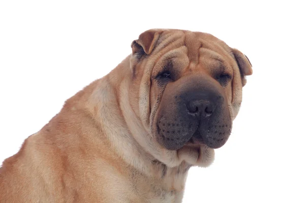 Bela raça cão Shar Pei — Fotografia de Stock