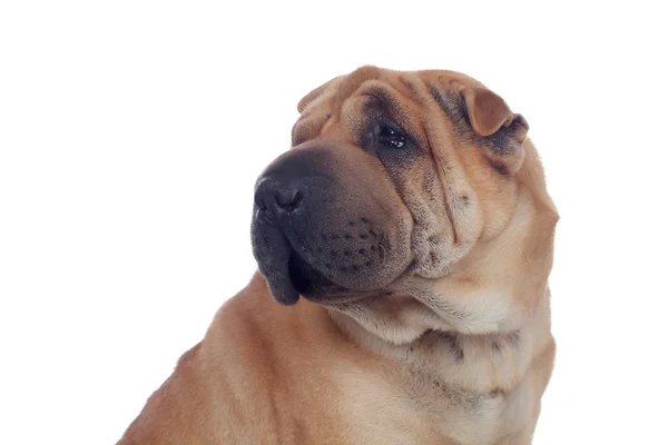 Belle race de chien Shar Pei — Photo