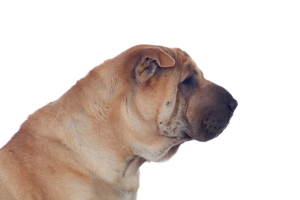 Krásný shar pei plemeno psa — Stock fotografie
