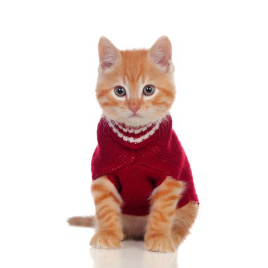 Beautiful red-haired kitten wearing a wool sweater