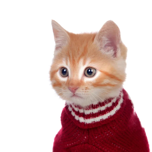 Gatinho ruivo bonito usando uma camisola de lã — Fotografia de Stock