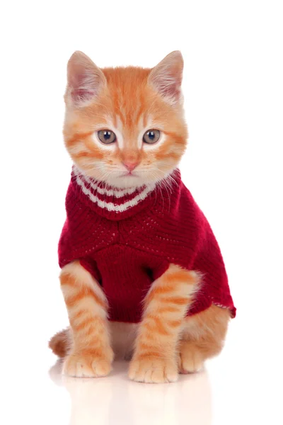 Hermoso gatito pelirrojo usando un suéter de lana — Foto de Stock