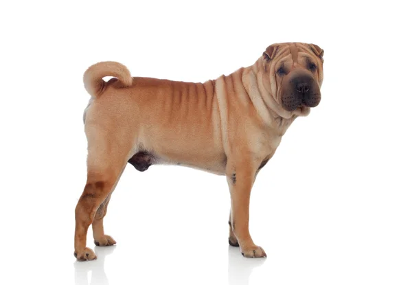 Güzel shar pei köpek doğurmak — Stok fotoğraf