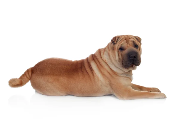 Bela raça cão Shar Pei — Fotografia de Stock