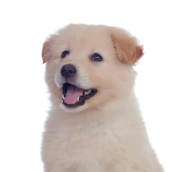 Bel cane con peli bianchi morbidi — Foto Stock