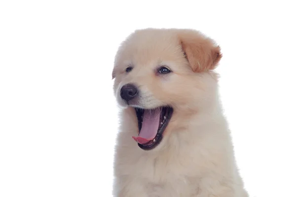 Хорошая собака с мягкими белыми волосами зевает — стоковое фото