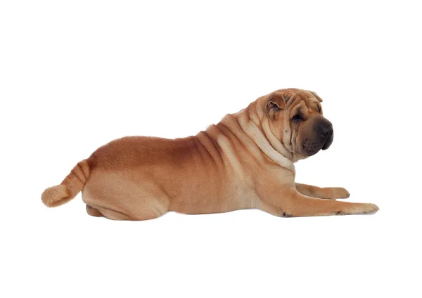 Beyaz bir arka plan üzerinde izole güzel shar pei köpek doğurmak — Stok fotoğraf