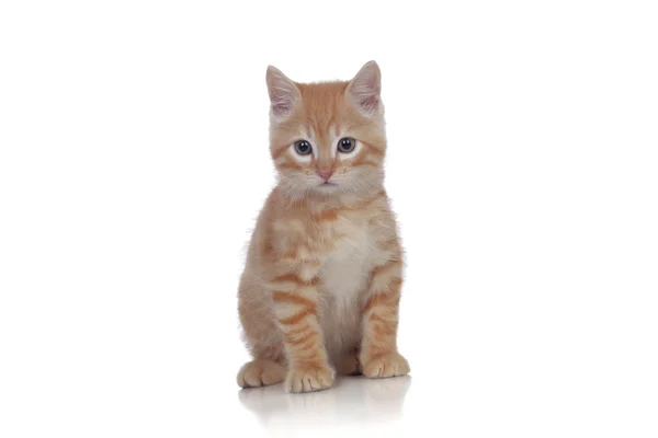 Vackra rödhåriga kattunge — Stockfoto