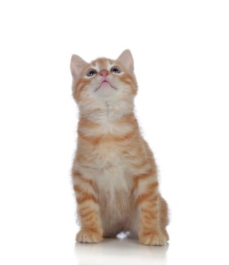 güzel kızıl saçlı yavru kedi arıyorum